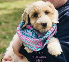 Labradoodle Puppy for sale in WACO, TX, USA