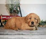 Small #1 Golden Retriever