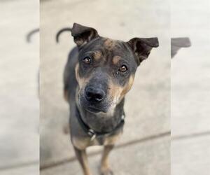 Chihuahua-Chinese Shar-Pei Mix Dogs for adoption in Sacramento, CA, USA