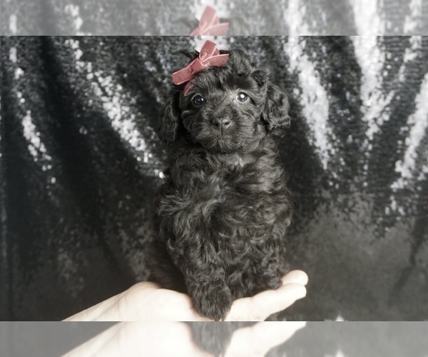 Medium Photo #2 Poodle (Toy) Puppy For Sale in WARSAW, IN, USA