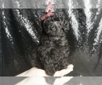 Small Photo #2 Poodle (Toy) Puppy For Sale in WARSAW, IN, USA