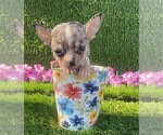 Small #25 Chihuahua