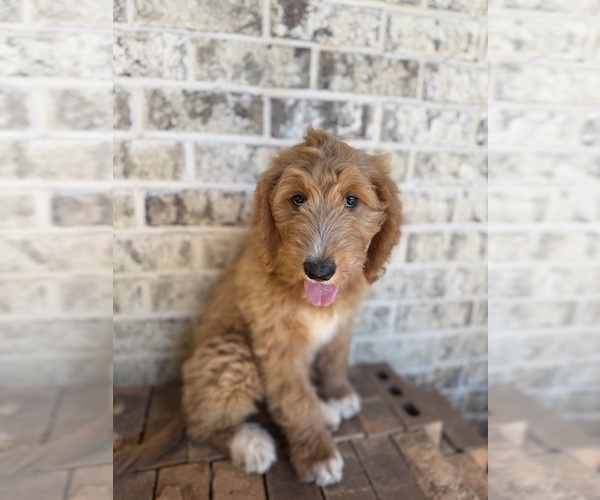 Medium Photo #1 Goldendoodle Puppy For Sale in WATKINSVILLE, GA, USA