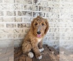 Puppy Choco Goldendoodle