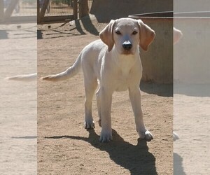 Labrador Retriever Puppy for sale in CALIENTE, CA, USA