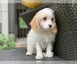 Small Photo #5 Cavachon Puppy For Sale in HOUSTON, TX, USA