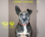 TATTOO - Male Border Collie-Unknown Mix Dog for Adoption - Small photo