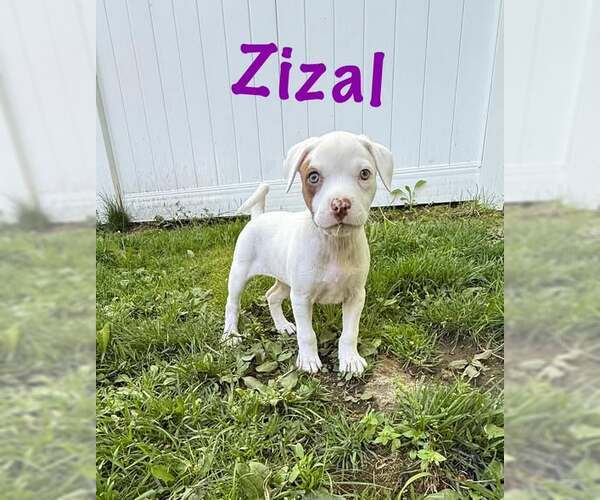Medium Photo #1 Mutt Puppy For Sale in pomfret, CT, USA