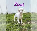Small Photo #1 Mutt Puppy For Sale in pomfret, CT, USA