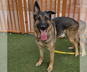 German Shepherd Dog-Unknown Mix Dogs for adoption in Las Vegas, NV, USA