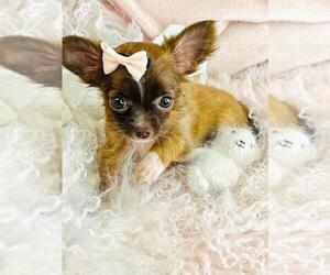 Chihuahua Litter for sale in PEMBROKE PINES, FL, USA