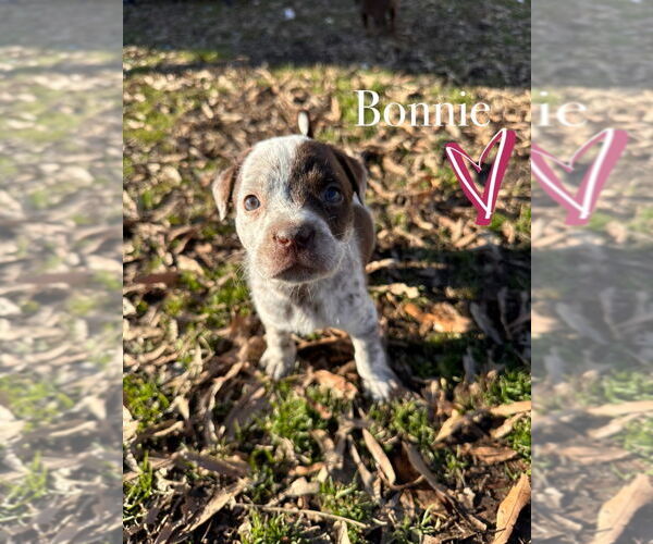 Medium Photo #2 American Pit Bull Terrier-Spaniel Mix Puppy For Sale in Claremore, OK, USA
