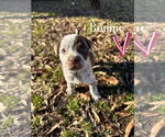 Small #1 American Pit Bull Terrier-Spaniel Mix