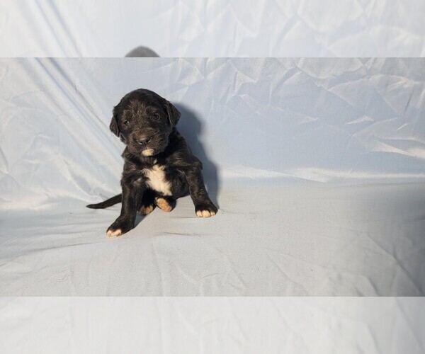 Medium Photo #5 Golden Mountain Dog Puppy For Sale in BLACK FOREST, CO, USA