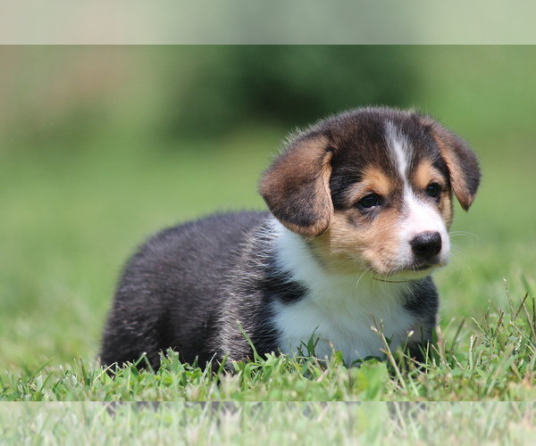 Medium Photo #10 Pembroke Welsh Corgi Puppy For Sale in FORT MADISON, IA, USA