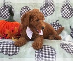 Small Photo #15 Cavapoo-Poodle (Miniature) Mix Puppy For Sale in LAKELAND, FL, USA