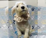 Small Miniature Schnauzer-Poodle (Miniature) Mix