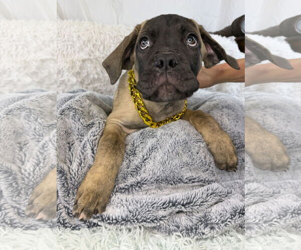 Medium Photo #1 Mutt Puppy For Sale in Goodyear, AZ, USA