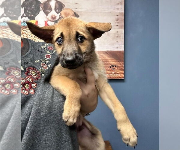 Medium Photo #2 Mutt Puppy For Sale in Lakewood, CO, USA