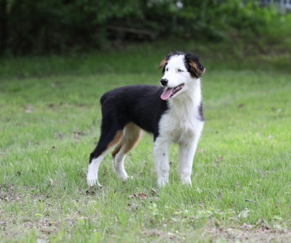 Medium Photo #3 Australian Shepherd Puppy For Sale in WESTFIELD, MA, USA