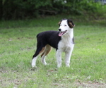 Small #2 Australian Shepherd