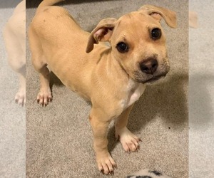 American Staffordshire Terrier-Black Mouth Cur Mix Dogs for adoption in Holly Springs, NC, USA