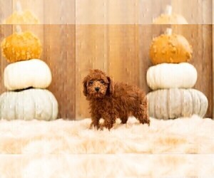 Poodle (Toy) Puppy for Sale in WARSAW, Indiana USA