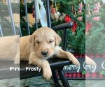 Small Photo #8 Golden Retriever Puppy For Sale in LE ROY, MN, USA