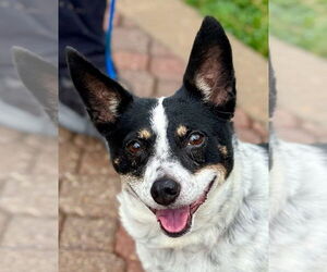 Mutt Dogs for adoption in Canton, CT, USA