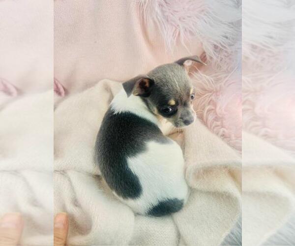 Medium Photo #10 Chihuahua Puppy For Sale in DACULA, GA, USA