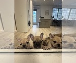 Small #1 French Bulldog