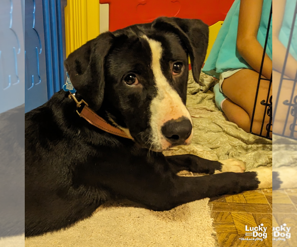 Medium Photo #6 Borador Puppy For Sale in Washington, DC, USA