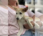 Small #2 Huskies  Mix