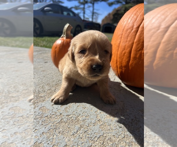 Medium Photo #1 Golden Retriever Puppy For Sale in NEOLA, WV, USA