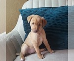 Small #3 Carolina Dog-Miniature Australian Shepherd Mix