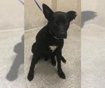 Small Labrador Retriever