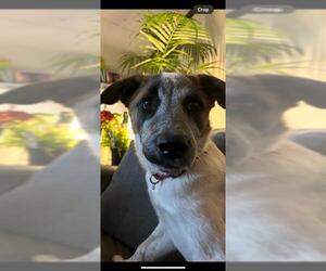 Mutt Dogs for adoption in San Antonio, TX, USA