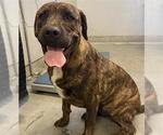 Small American Pit Bull Terrier