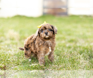 Maltipoo Puppy for sale in MILLERSBURG, IN, USA
