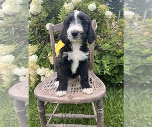 Bernedoodle Puppy for sale in SPENCER, IN, USA