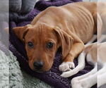 Small #1 Mutt