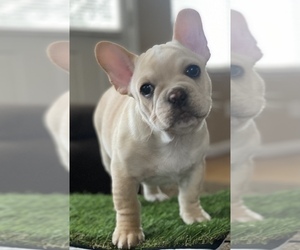 French Bulldog Puppy for Sale in SALIDA, California USA