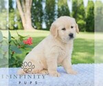 Small #3 Golden Retriever