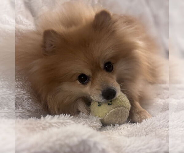 Medium Photo #8 Pomeranian Puppy For Sale in Fargo, ND, USA