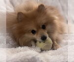 Small #7 Pomeranian
