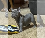 Puppy 2 French Bulldog