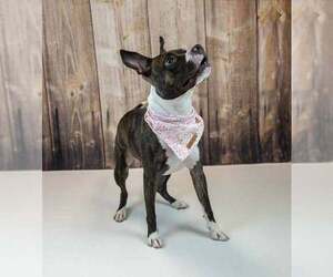 Bull-Boxer Dogs for adoption in Kennesaw, GA, USA