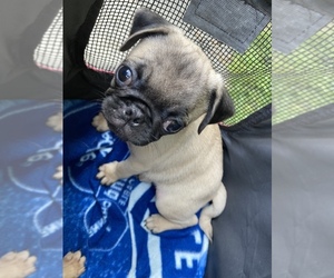 Pug Puppy for sale in NORWALK, CA, USA