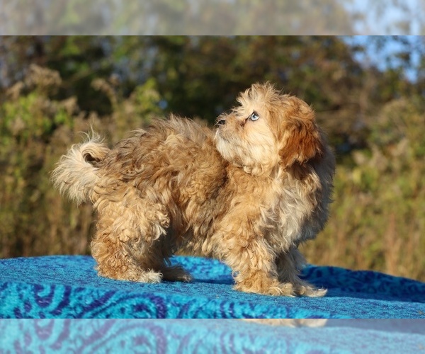 Medium Photo #30 ShihPoo Puppy For Sale in DYERSBURG, TN, USA