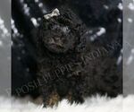 Small #2 Poodle (Toy)